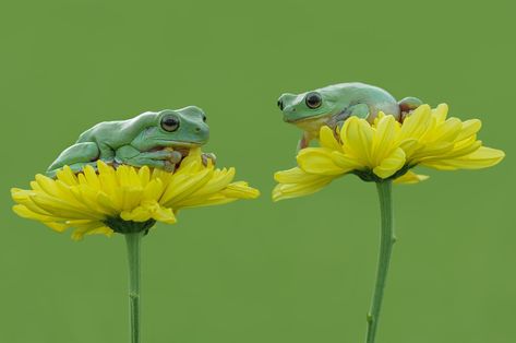 Green Frogs, Frog Frog, Frogs, A Flower, Flowers, Green