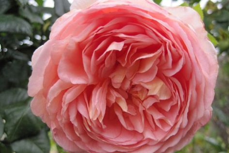 Abraham Darby Rose, Jude The Obscure, David Austin Rose, Austin Rose, Succulent Landscaping, Shrub Roses, David Austin Roses, Peach And Green, David Austin