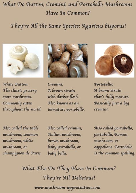 Your Stupidity, White Button Mushrooms, Mushroom Benefits, Mushroom Growing, Button Mushroom, Food C, Button Mushrooms, Homesteading Ideas, Brown Mushroom