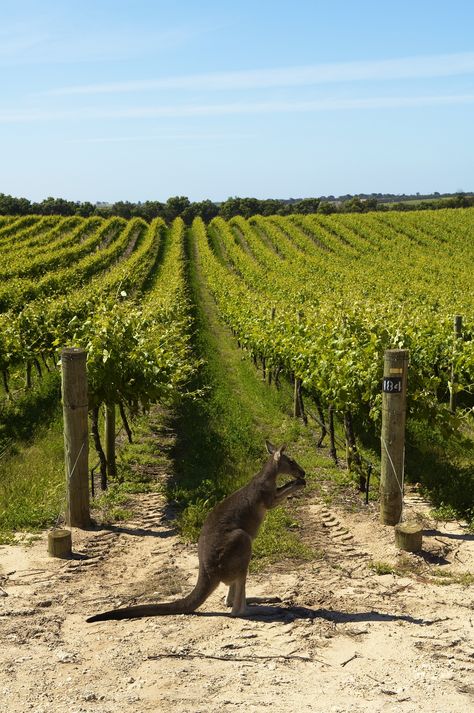 Juan Les Pins, Australian Wine, Australian Travel, Central Market, Online Delivery, Adelaide Australia, Adelaide South Australia, Wine Region, Beach Hotels