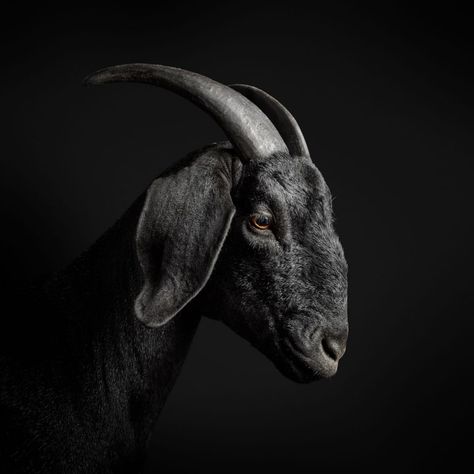 Black Goat, Farm Sanctuary, Simple Portrait, Coban, Animal References, A Goat, Black Animals, Fun Art, Reference Photos