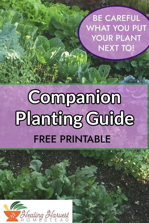 Everyone wants their garden to do the best it can! Learn what plants works well with each other ( can even help create a greater yield!) and which ones will hurt each other. Some plants get along with all the others like calendula, but others definitely have their friends and foes! Find out today before you plant two foes next to each other! #gardending #beginnergardening #plantingguide #freeprintable #yourbestyield What To Plant Next To Each Other, Companion Herbs Planting, Herb Companions, Flower And Herb Garden, Sunflower Companion Plants Vegetable Garden, Plant Pairings Companion Gardening, Herb Companion Planting, Companion Planting Guide, Growing Sprouts