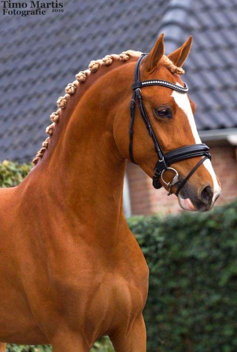 Flaxen chestnut Dutch riding pony stallion | Hesselteich's Golden Dream × Nina van de Beekerheide Orange Horse Aesthetic, Flaxen Chestnut Horse, Chestnut Pony, Coat Reference, Horse Colours, Horse Coat Colors, Warmblood Horses, Pony Breeds, Horse Coats