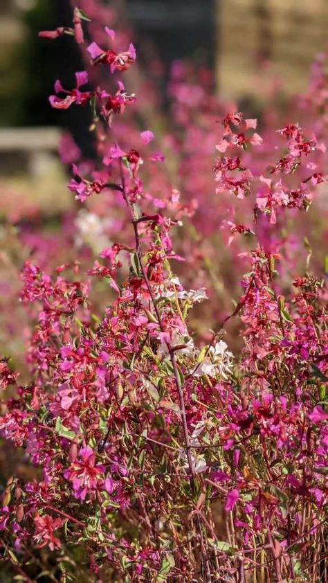 Clarkia Unguiculata, Mountain Garland, Kingdom Plantae, California Native Plants, Plant Species, Native Plants, Bright Pink, Wild Flowers, To Read