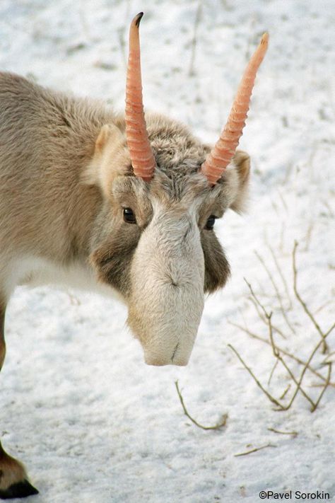 Saiga Antelope, Interesting Animals, Unusual Animals, Rare Animals, Pretty Animals, Silly Animals, Cute Wild Animals, Weird Animals, Unique Animals