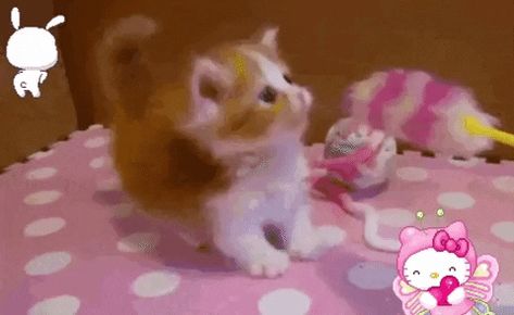 Gif, Pink, White