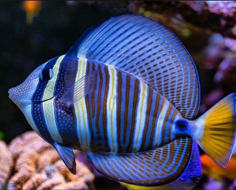 Tang Fish, Fauna Marina, Ocean Fish, Aquarium Design, Marine Fish, The Aquarium, Aquatic Animals, Rare Animals, Deep Blue Sea