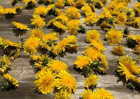 How To Store Dandelions, Dehydrate Dandelion Flowers, Drying Dandelion Flowers, Dried Dandelion Flowers, Dehydrating Dandelion Flowers, Preserve Fresh Herbs, Dandelion Benefits, Health Meals, Dandelion Flowers