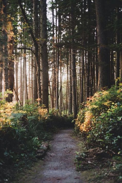 In The Middle, The Middle, Trees, Forest, Sun