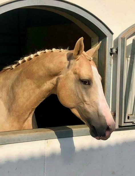 Palomino Pony, Palomino Horse Aesthetic, Brown Horse Aesthetic, Warmblood Foal, Light Brown Horse, Przewalski's Horse, Palomino Warmblood, Palomino Welsh Pony, Brown And White Horse