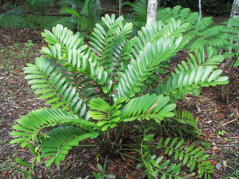 Cardboard Palm (Zamia furfuracea) Zamia Plant, Cardboard Palm, Zamia Furfuracea, Palm Garden, Tropical Garden Design, Buy Plants Online, Big Plants, Buy Plants, Room With Plants