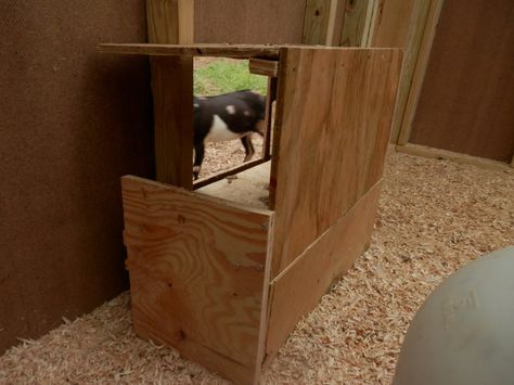 Goat proof chicken coop entrance (poop door). Made in a L-shape. update, several years later -- This has worked so well. Chicken Pasture Ideas, Goat Proof Chicken Feeder, Chickens Coop, Funky Chicken, Goat House, Goat Barn, Rhode Island Red, Chicken Feeder, Chicken Coop Designs