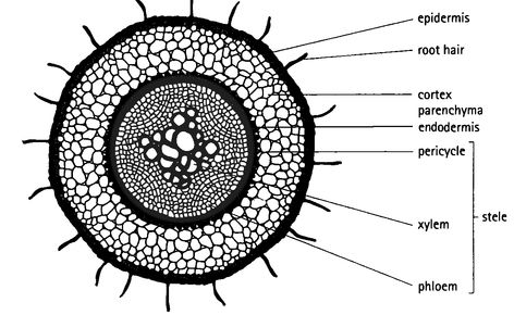 Root Diagram, Biology Plants, Plants Drawing, Root Plants, Biology Worksheet, Flower Structure, Plant Structure, Section Drawing, Root Structure