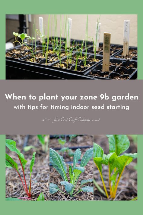 Starting Garden Seeds Indoors, Garden Zone 9b, Garden Timeline, Zone 9 Gardening, Houston Garden, Vegetable Planting Guide, Zone 9b, Arizona Gardening, Planting Calendar