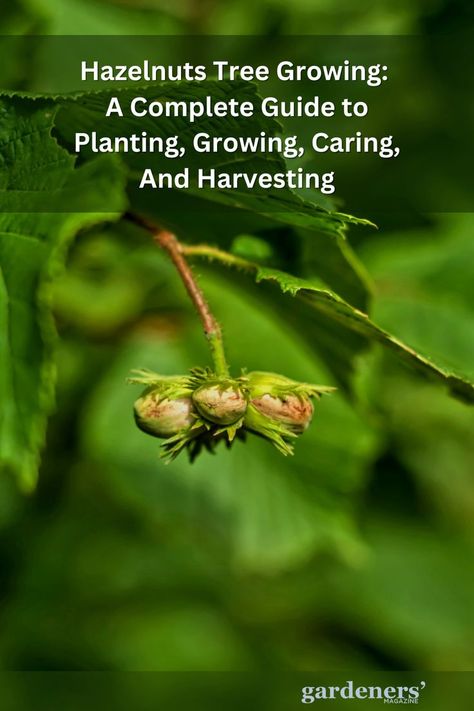 Hazelnuts Tree Growing: A Complete Guide to Planting, Growing, Caring, And Harvesting Hazelnut Tree, Fruit Tree Garden, Tree Growing, Savory Dishes, Garden Guide, Planting Vegetables, Sweet And Savory, Fruit Trees, Garden Planning