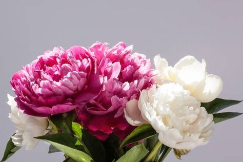 Storing peonies to bloom at a later date Peonies Background, Peony Care, Growing Peonies, Peonies Garden, Carnation Flower, Fall Plants, Bunch Of Flowers, Peony Flower, Flower Farm