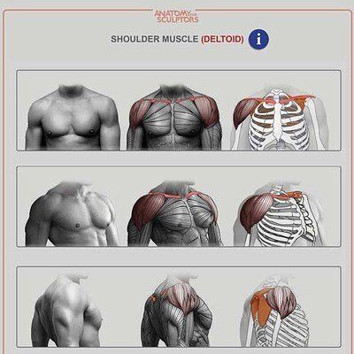 ArtStation - Anatomy For Sculptors Anatomy Painting, Anatomy For Sculptors, Shoulder Anatomy, Human Muscle Anatomy, Arm Drawing, Human Body Anatomy, Anatomy Tutorial, Muscle Anatomy, Human Anatomy Art