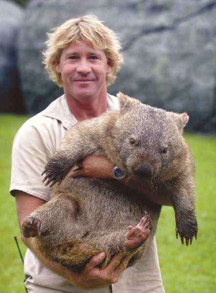 Today is Steve Irwin day! Here's him holding a wombat. Irwin Family, Crocodile Hunter, The Wombats, Photo Animaliere, Steve Irwin, Australian Animals, An Animal, Inspirational People, Brown Bear