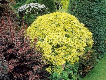 Choisya ternata 'Sundance' - for front pots Choisya Ternata, Shrub Border, Modern Landscape Design, Garden Shrubs, Cut Flower Garden, Sandy Soil, Science Photos, Drought Tolerant Plants, Backyard Projects