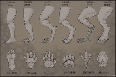 . Dragon Feet Drawing Reference, Hind Legs Reference, Legs Drawing, Leg Reference, Human Legs, Feet Drawing, Drawing Legs, Bird People, Anatomy Sculpture