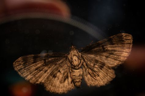 a close up of a moth on a window sill photo – Free Brown Image on Unsplash Aesthetic Moth, Moth Photos, Brown Moth, Drawing Challenges, Brown Image, Windows Wallpaper, Aesthetic Brown, Butterfly Images, Website Backgrounds