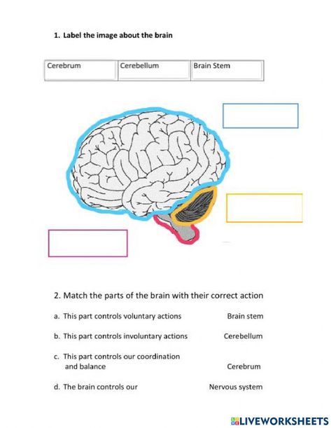 The Nervous System Natural Science worksheet Nervous System Activities Middle School, Nervous System Worksheet, Brain Worksheet, Nervous System Diagram, Esl Materials, Nervous System Activities, Worksheets For Grade 3, Biology Labs, Brain Stem