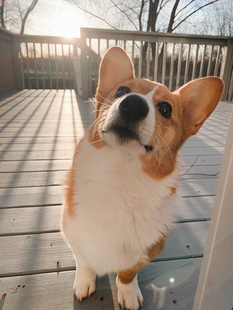 Corgi Astethic, Cat Spirit Animal, Corgi Sploot, Puppy Socialization, Cat Spirit, Cute Corgi Puppy, Cute Dog Wallpaper, Corgi Art, Corgi Puppy