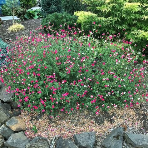 Hot Lips Salvia, Hot Lips Plant, Fast Growing Pine Trees, Salvia Plant, Salvia Plants, Flower Foliage, Backyard Guest Houses, Guest Cottage, Hot Lips