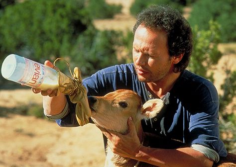 Norman the calf: Pretty much the main reason I watched City Slickers. City Slickers Movie, Jack Palance, Billy Crystal, Bachelorette Ideas, City Slickers, Movie Moments, Themed Decor, Old Movies, Music Tv