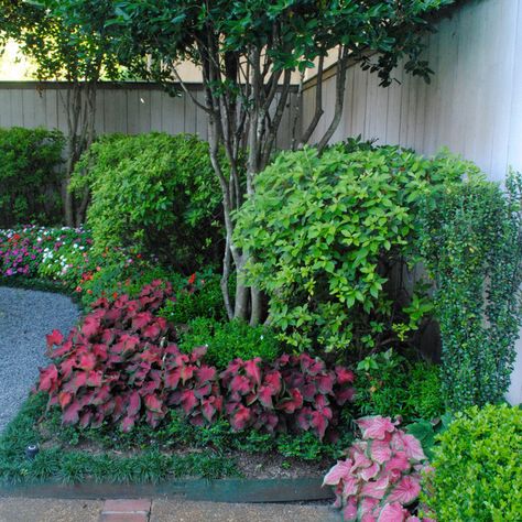 Crepe Myrtle Landscaping - Photos & Ideas | Houzz Crepe Myrtle Landscaping, Side Gardens, Crepe Myrtle Trees, Crepe Myrtles, Myrtle Tree, Crepe Myrtle, Crape Myrtle, Side Garden, West Lake