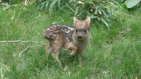 New York Zoo, Dik Dik, Deer Species, Small Deer, Miniature Animals, Baby Deer, 귀여운 동물, Animal Memes, Beautiful Creatures