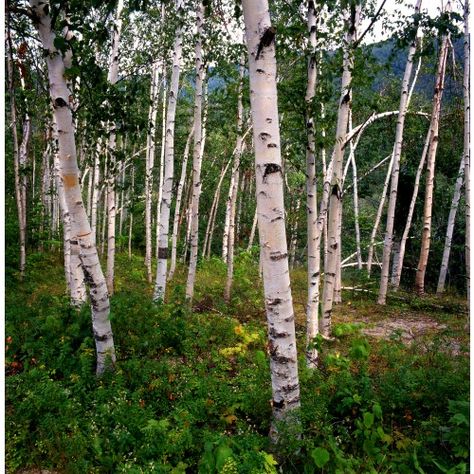 Birch trees painting