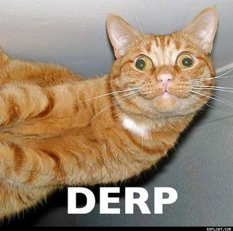 derp Derpy Cats, Cat Pictures, Cat Quotes, Funny Cat Memes, Funny Cat Pictures, Funny Cat Videos, Funny Animal Pictures, Beautiful Cats, Animals Friends