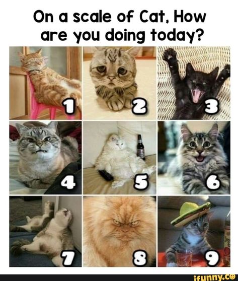 Feelings Chart, Kinds Of Cats, Cat Quotes Funny, Memes Of The Day, Cat Meme, In Memes, Cat Behavior, Cat Quotes, Funny Cat Memes