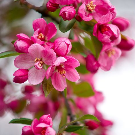 An exceptional ornamental, the Indian Summer Crabapple tree will grace your garden with clusters of rosy-red flowers in spring, followed by glossy, dark green foliage and ruby red fruits. These crabapples mature in the fall and persist into winter, giving you a long season of interest. Perfect for your cottage garden as an accent piece that will attract wildlife! As a relative of the domestic apple, crabapples are grown more for their flowers than their fruits, which are smaller and better suite Prairie Fire Crabapple Tree, Royal Raindrops Crabapple Tree, Flowering Crab Apple Tree, Flowering Crabapple Tree, Crab Apple Tree, Flowering Crabapple, Crabapple Tree, Will And Grace, Clay Soil