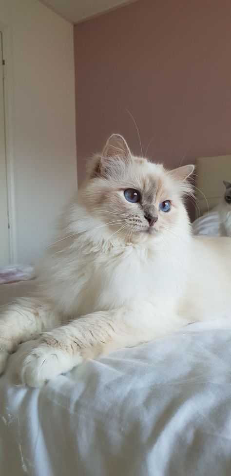 Cute Cat Ragdoll, Lilac Ragdoll Kitten, Cat Birman Kitten, Birman Cat Colors, Birman Cat Lilac, Lilac Ragdoll Cat, Ragdoll Cat Wallpaper, Lilac Point Ragdoll, Tortie Ragdoll