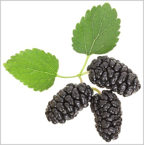 Earthcare Seeds Black Mulberry 50 Seeds (Morus nigra) Non GMO - Open Pollinated - Heirloom Mulberry Plant, Pot Tree, Mulberry Trees, Mulberry Fruit, Black Mulberry, List Of Vegetables, Purple Fruit, Sweet Fruit, Fruits Images