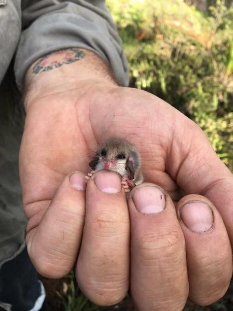 Australian Possum, Pygmy Possum, Possum Funny, Baby Lemur, Animal Help, Cute Hamsters, Super Cute Animals, Australian Animals, Fluffy Animals