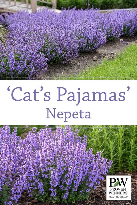 Heather Gardens, Xeriscape Plants, Cats Pajamas, Disney Garden, Garden Flower Beds, Container Gardening Flowers, Cat Pajamas, Front Landscaping, Flower Stems