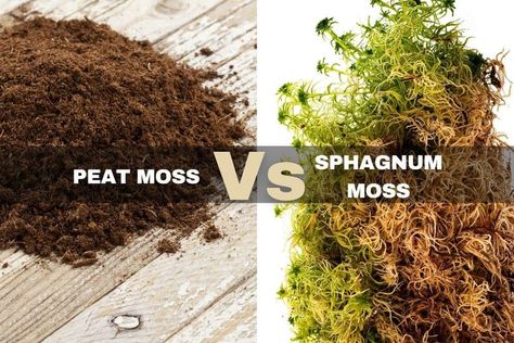 Indoor Plants For Beginners, Moss Hanging, Swamp Water, Plants For Beginners, Seed Starters, Types Of Moss, Moss Plant, Organic Mulch, Sphagnum Moss