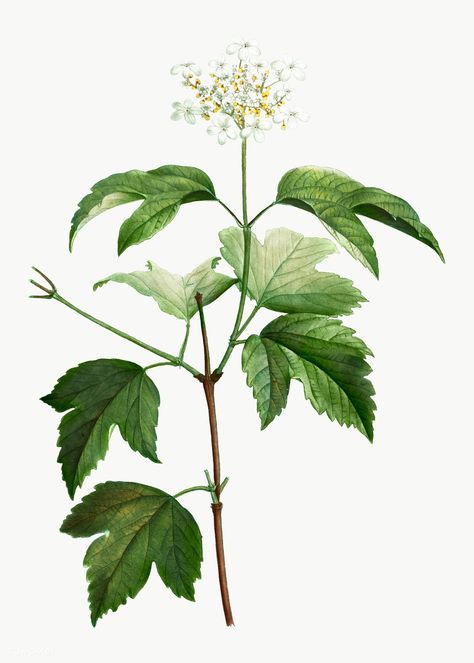 Guelder Rose, Viburnum Opulus, Stomach Tattoo, Magnolia Grandiflora, Botanical Artwork, Plant Identification, Botanical Illustrations, Botanical Watercolor, Rock Design