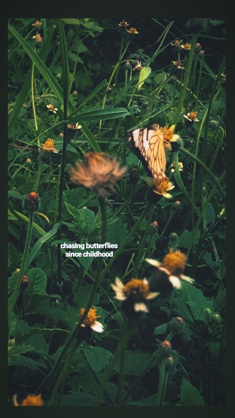 Caption For Butterfly Photo, Butterfly Instagram Story, Butterfly Captions Instagram, Father Love Quotes, Butterfly On Flower, Sunset Quotes Instagram, Aesthetic Captions, Snap Snapchat, Instagram Graphics