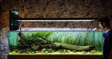 Cool Fish Tank Decorations, Aquarium Inspiration, Biotope Aquarium, Fish Aquarium Decorations, Aquarium Set, Goldfish Tank, Cool Fish Tanks, Diy Fish Tank, Aquascape Design