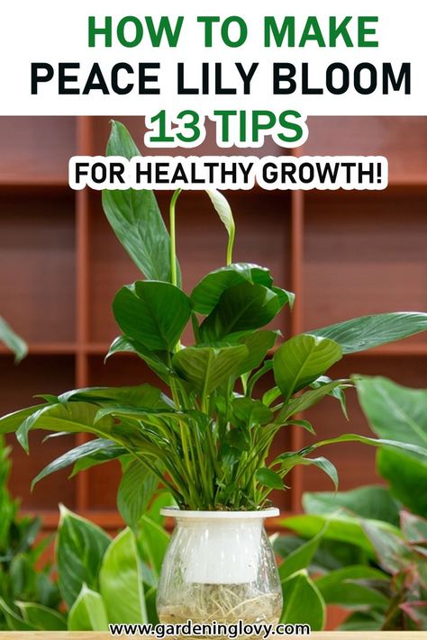 Peace Lily Plant Care, Lilly Plants, Peace Lily Flower, Peace Lily Care, Peace Plant, Lily Plant Care, Peace Lily Plant, Indoor Plants Low Light, Outside Plants