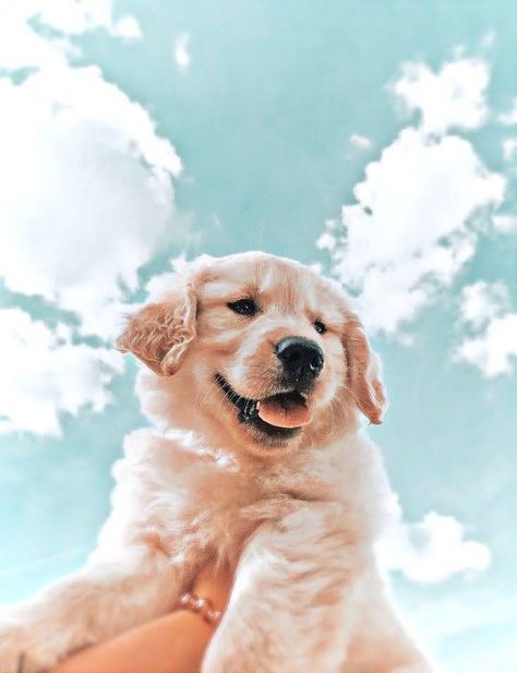 Golden Retriever Puppy Aesthetic, Dog Preppy, Puppy Aesthetic, Pictures Of Puppies, Places To Take Pictures, Aesthetic Dog, Golden Retriever Puppy, Retriever Puppy, Dogs Golden Retriever