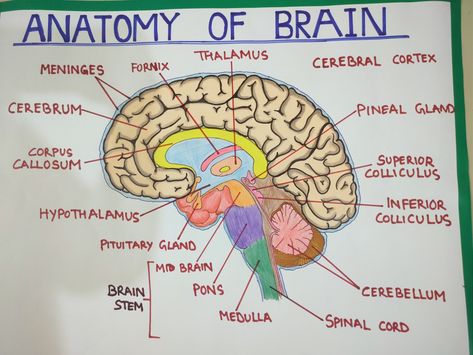 Parts of brain Ap Psych Brain Model, Human Brain Diagram Anatomy, Brain Drawing And Parts, Celebrity Brain Project Psychology, Parts Of The Brain Anatomy, Part Of The Brain, Brain Anatomy Diagram, Labelled Diagram Of Brain, Human Brain Diagram Class 10