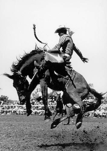 Bucking bronco black and white image Saddle Bronc Riding, Saddle Bronc, Rodeo Poster, Bronc Riding, Rodeo Cowboys, Bucking Bronco, Rodeo Life, Cowboy Horse, Bull Riding