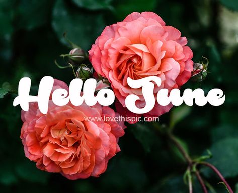 Hello June Quotes, June Images, June Quotes, Happy June, Hello June, Quotes Images, Facebook Image, Plants, Quotes