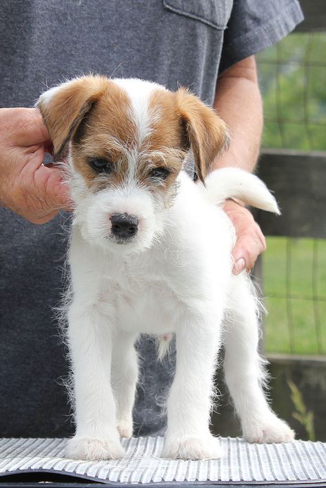 Parsons Jack Russell Terrier, Parson Russell Terrier Puppy, Chien Jack Russel, Parson Jack Russell, Jack Russell Terrier Puppies, Jack Russell Puppies, Parson Russell Terrier, Jack Russells, Jack Russel