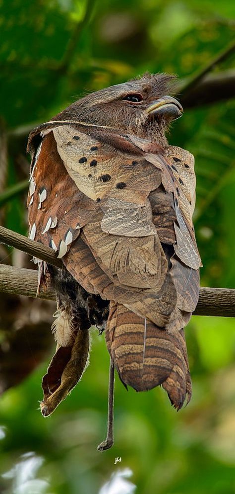 Birds Feathers, Caw Caw, Bird Sitting, Animal Images, Unusual Animals, Nature Birds, Exotic Birds, Pretty Birds, Bird Photo